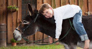 Erlebnisse - Eselwandern